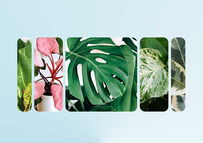 彈性動(dòng)畫制作實(shí)用圖片展示網(wǎng)頁代碼素材模板